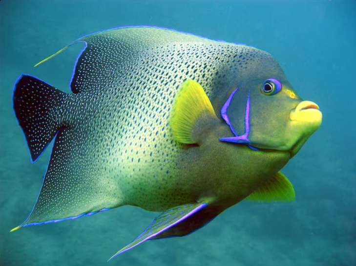 Ornamental Fish