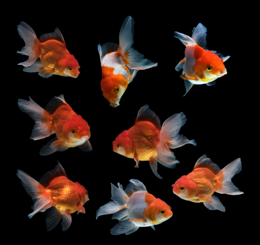 Ornamental Fish