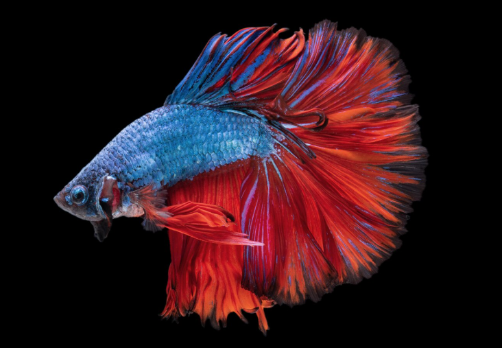 Ornamental Fish